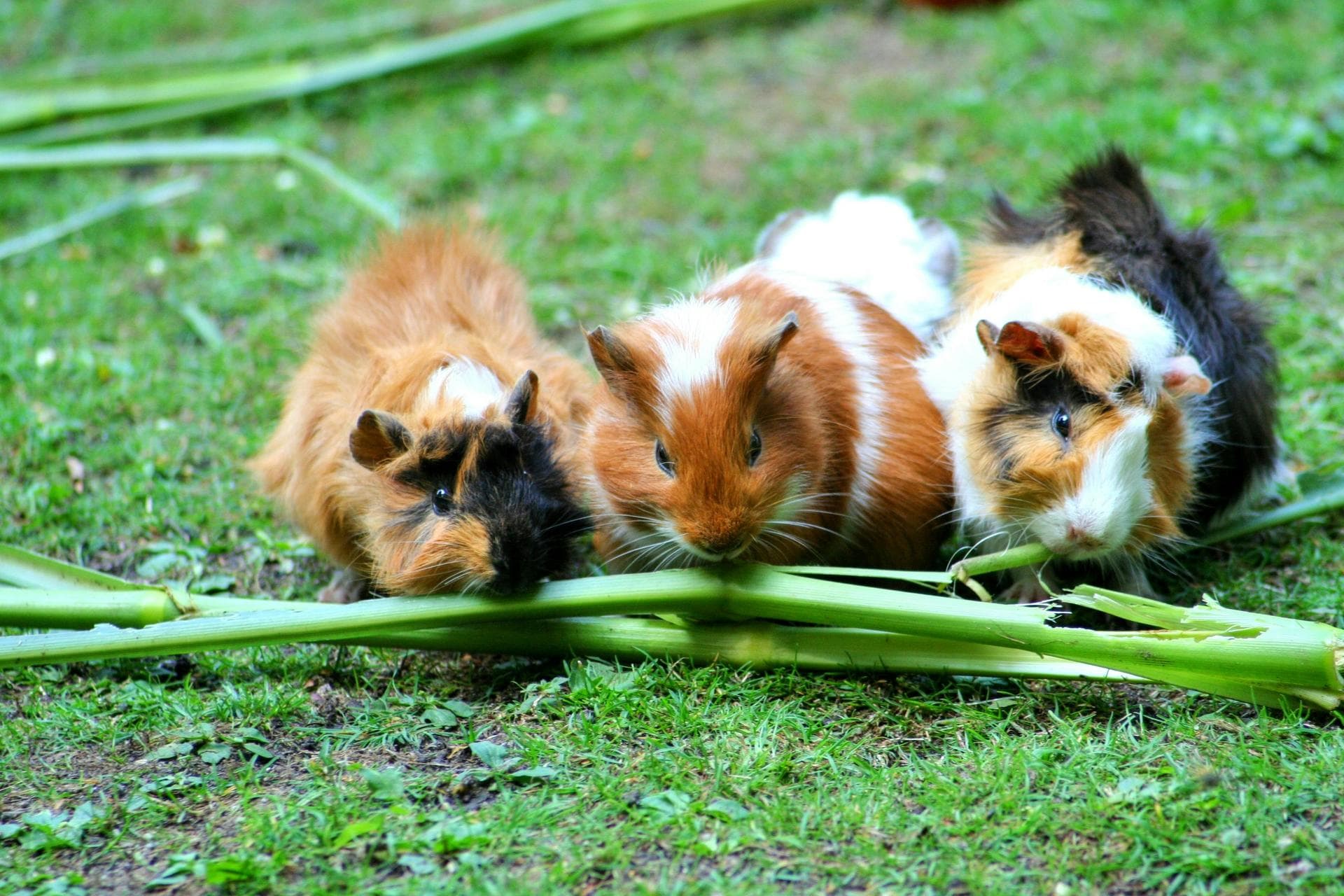 Rabbit Vaccinations Vhd Myxo Prices in Stoke-On-Trent