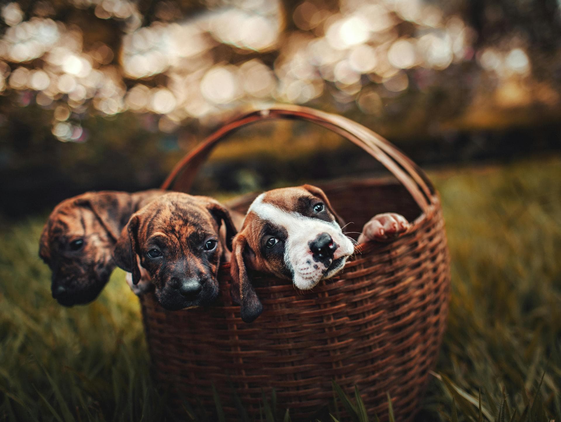 Specialist Vets in Stoke-On-Trent