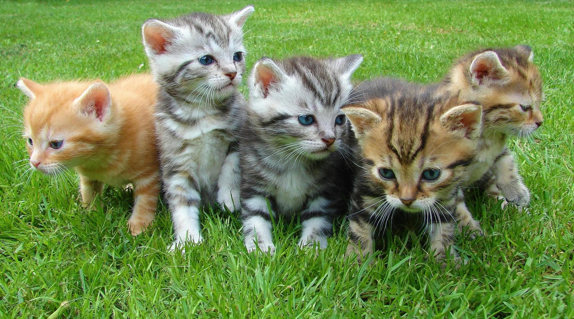 Emergency Vets in Stoke-On-Trent