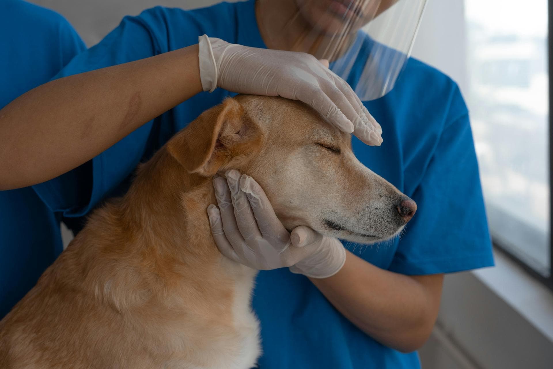 Vet Prices in Stoke-On-Trent