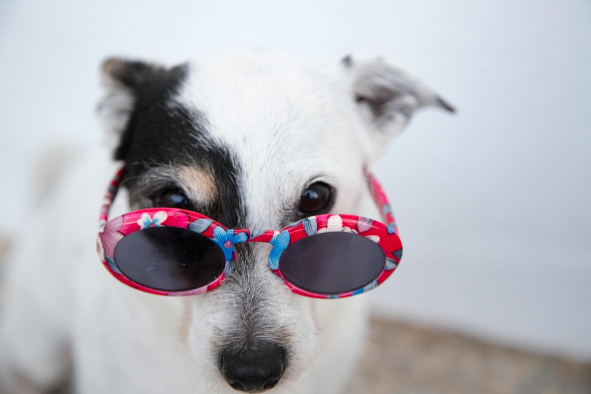 Emergency Vets in Stoke-On-Trent