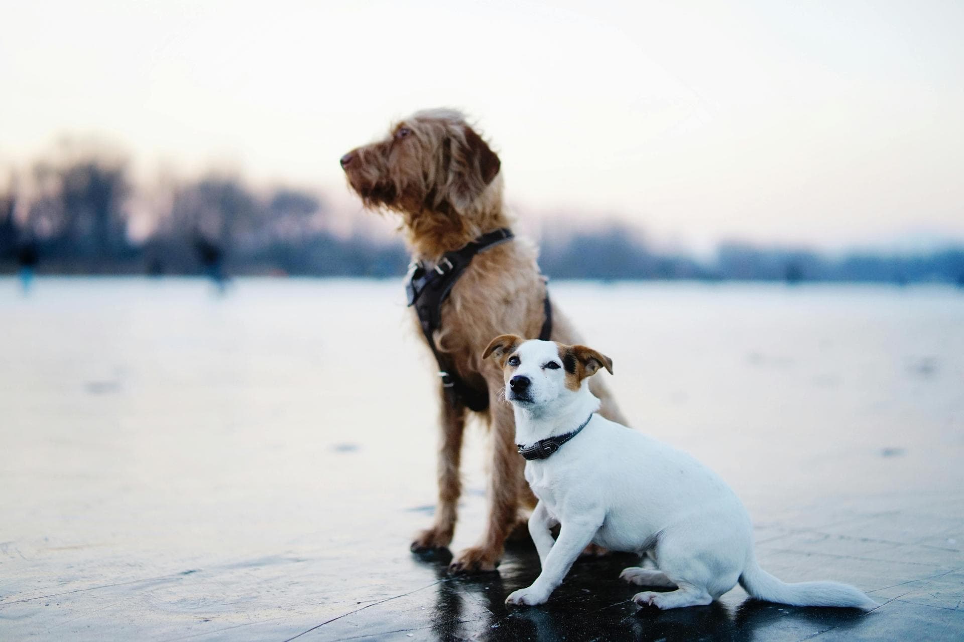 Dog Cremation Prices in Stoke-On-Trent