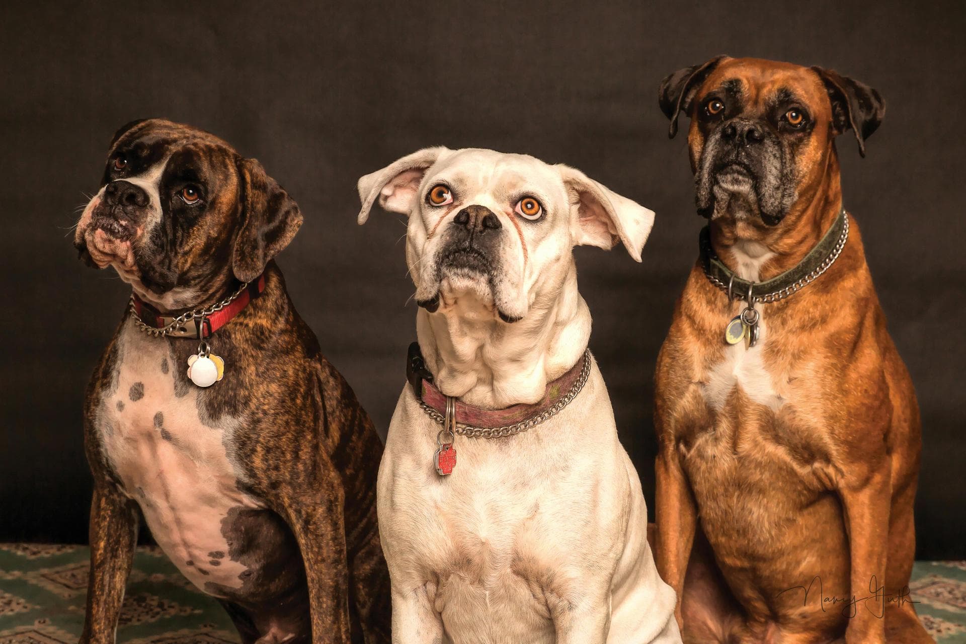Dog Puppy Vaccinations Kennel Cough Prices in Stoke-On-Trent