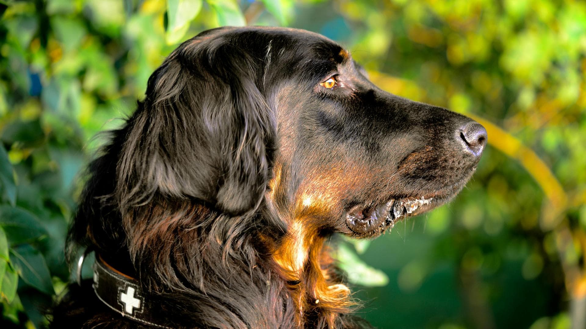 Dog Cremation Prices in Stoke-On-Trent