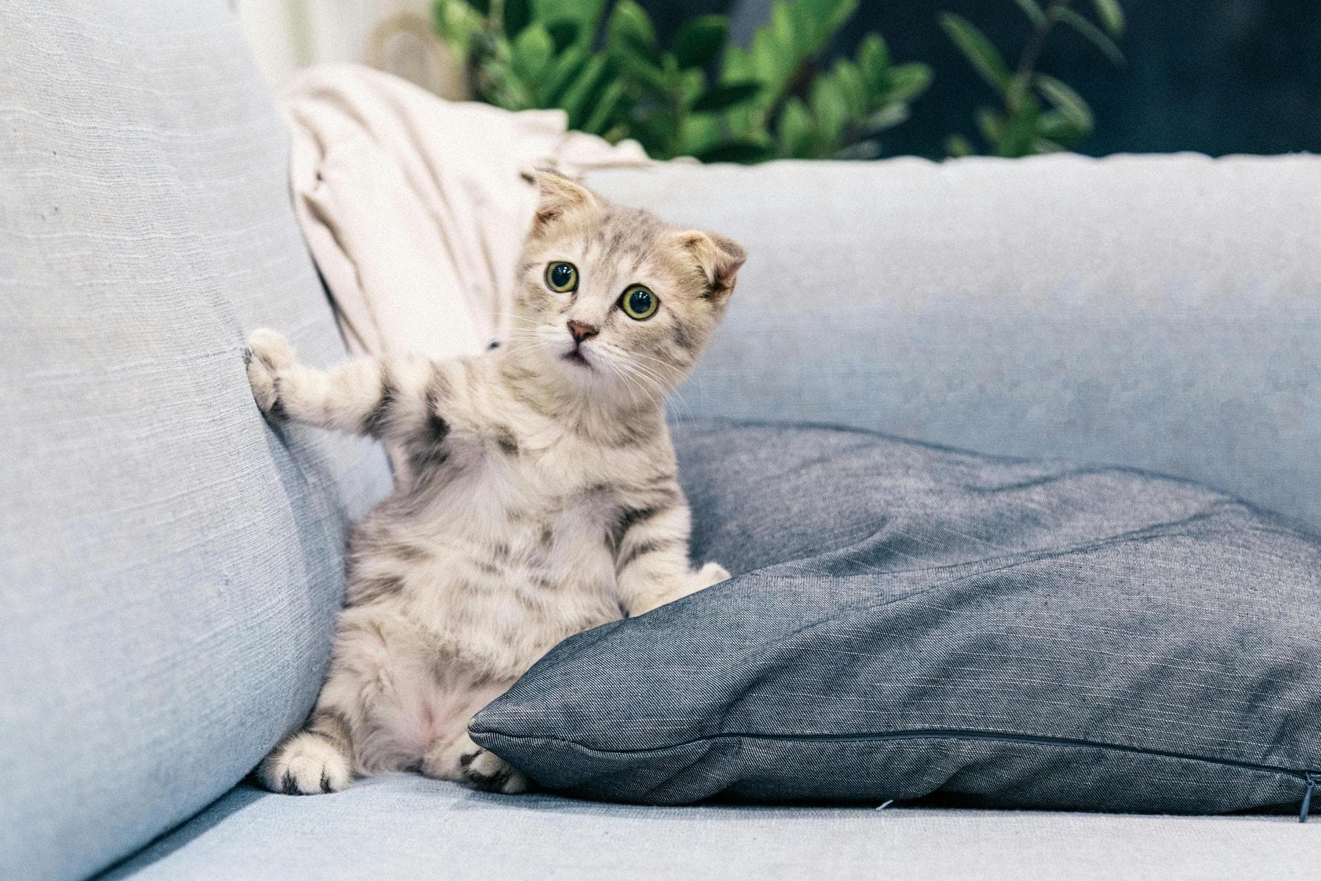 Cat Kitten Vaccinations Feline Leukaemia Prices in Stoke-On-Trent